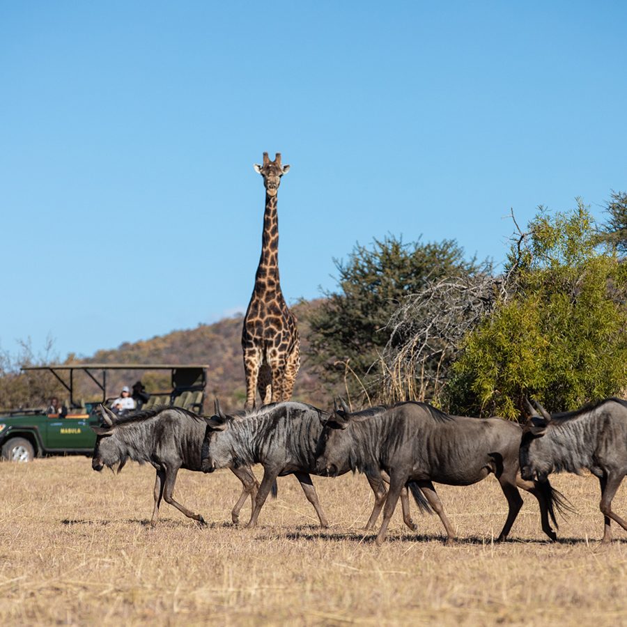 Mabula Game Lodge. Wildebeest and giraffe